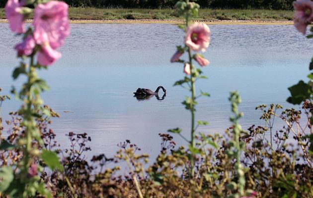 Le cygne noir et les roses trémières (Alcea rosea) - Ars-en-Ré - Ile de Ré - 17