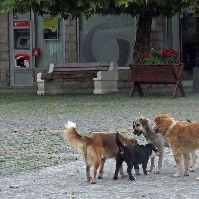 scènes de la vie courante à Kolasin