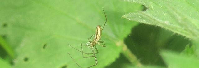 La longue Tetragnatha sp.