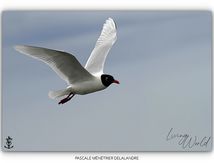 Mouettes mélanocéphales.