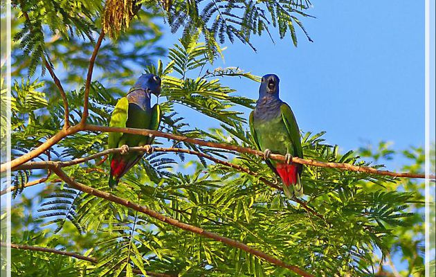 Perroquet Pione à tête bleue, Blue-headed Parrot (Pionus menstruus) - Puerto Maldonado - Pérou