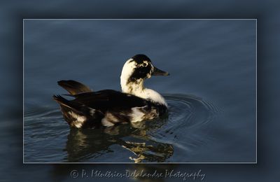 Canard hybride