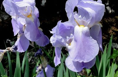 L'iris