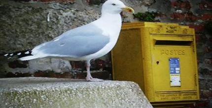 mouette postale