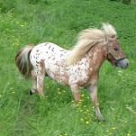 Le falabella: Le petit qui fait parler de lui ...