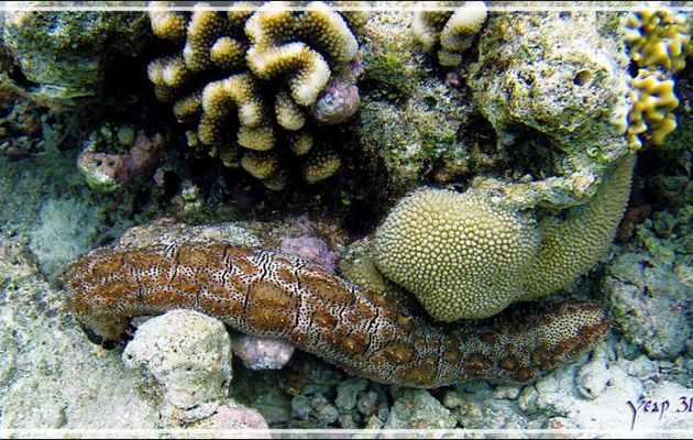 Holothurie rayée ou tiretée, Striated sea cucumber or Leopard sea cucumber (Pearsonothuria graeffei) - Snorkeling à Thudufushi - Atoll d'Ari - Maldives