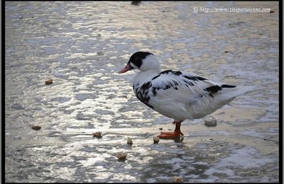 Lac Daumesnil Paris 12ème : L'hiver est rude