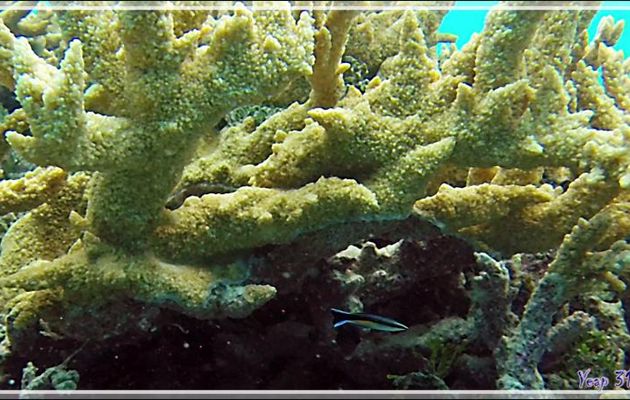Le minuscule Labre nettoyeur commun  ou barbier commun, Common cleanerfish or Bluestreak cleanerwrasse (Labroides dimidiatus) - Passe Tumakohua - Fakarava sud - Tuamotu - Polynésie française