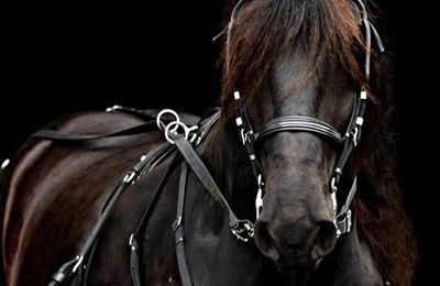 CHEVAL
