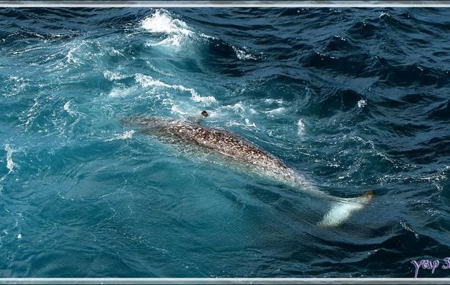 Observation du premier narval (mort) - Tremblay Sound - Terre de Baffin - Nunavut - Canada