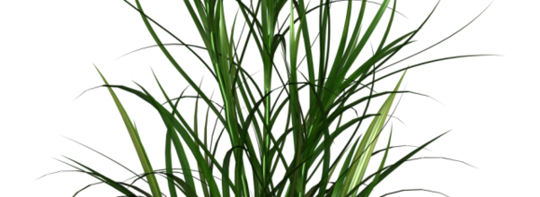 Ѽ Vegetation 