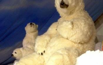 Le castor remplacé par l'ours polaire ?