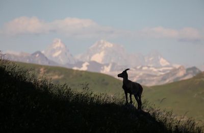 J’observe la magie du règne animal