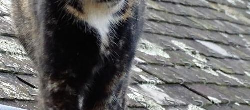 Dimanche c'est chat ... des nouvelles