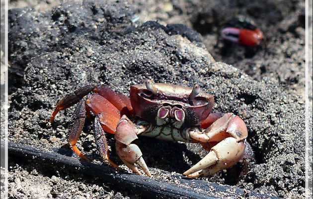 Crabe terrestre "Tupa" (Cardisoma carnifex) - Huahine - Polynésie française