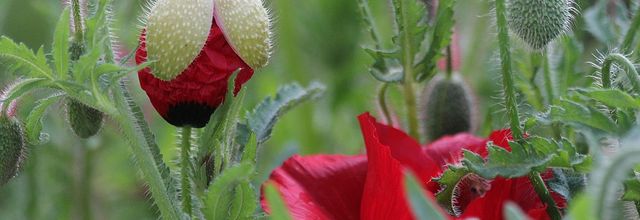 Le feu des coquelicots
