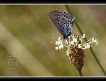 Bel-Argus. (Lysandra bellargus) - Lycaenidae
