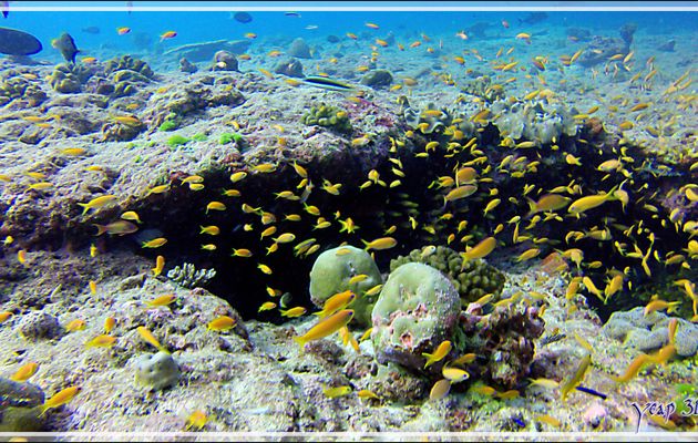 Banc d'Anthias, Barbiers rouges à queue de lyre (femelles et très rares mâles) - Panettone Kandu - Atoll d'Ari - Maldives
