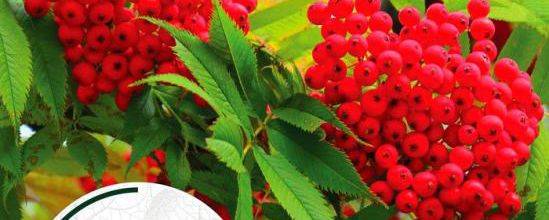 Bientôt la fête des plantes de St Jean de Beauregard