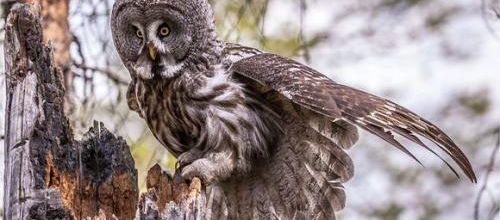 Konsta Punkka un photographe nature 