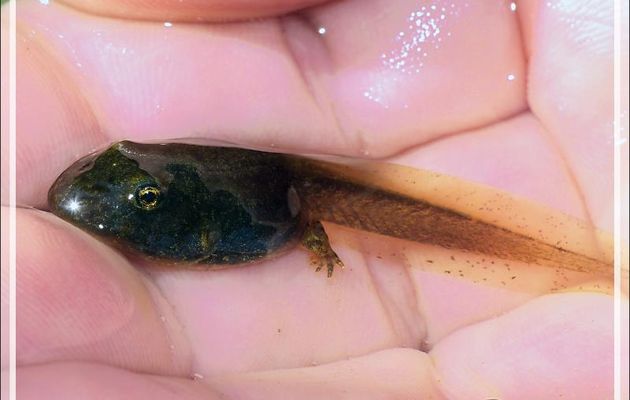 Larve (têtard) de Crapaud accoucheur ou Alyte - Lartigau - Milhas - 31