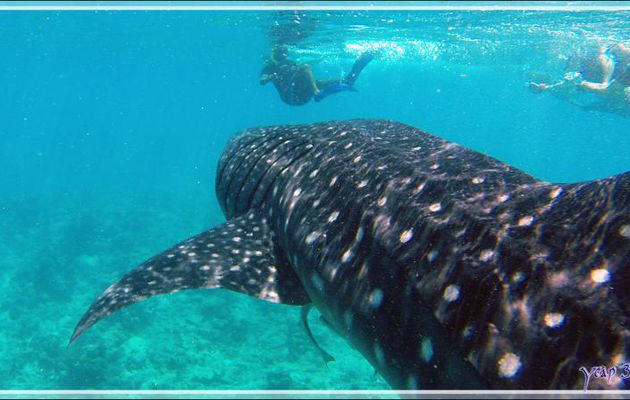 Ma cinquième rencontre avec un Requin-baleine - Sud de l'atoll d'Ari - Maldives