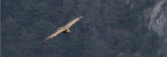 Dans les Hautes-Pyrénées : 4 -rencontres animales