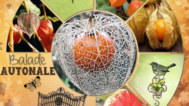 Lampion de Jardin ou Physalis "Amour-en-cage"