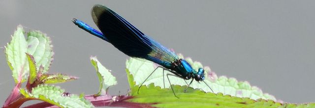 une libellule - la demoiselle bleue