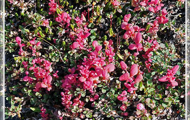 Myrtillier arctique en tenue d'automne - Fjord Bowdoin - Région de Qaanaaq - Groenland