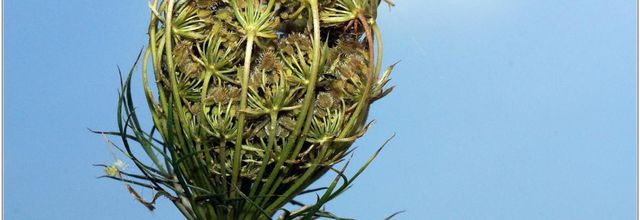Carotte Sauvage (1) - Daucus carota