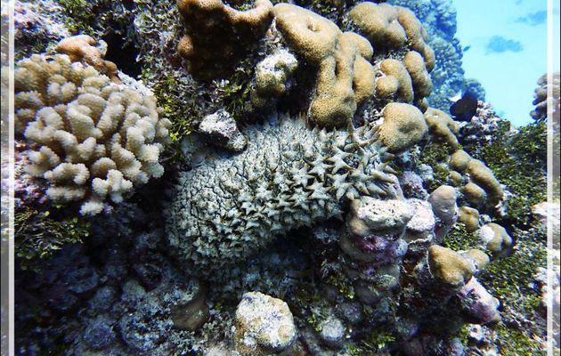 Holothurie ananas ou Concombre de mer épineux (Thelenota Ananas) - Passe Tumakohua - Fakarava sud - Tuamotu - Polynésie française