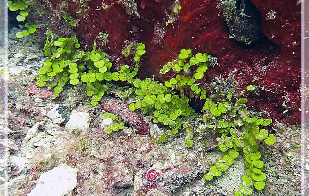 Monnaie de Poséidon, Halimède, Calcareous green alga, Sea cactus  (Halimeda tuna) - Beangovo - Tsarabanjina - Mitsio - Madagascar