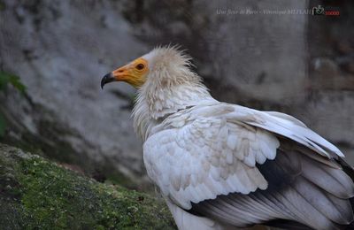 Ménagerie du Jardin des Plantes : Percnoptère d'Egypte