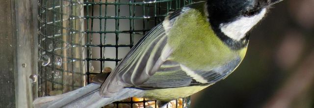 Suite des oiseaux ...  2/2