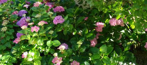La plus longue floraison