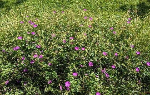 Nos fleurs du jardin 