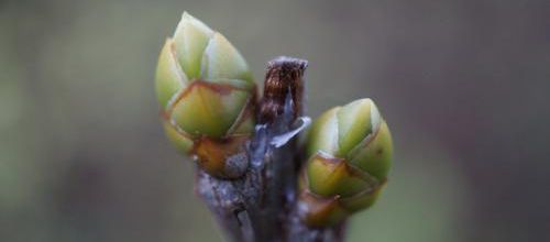 un petit goût du printemps
