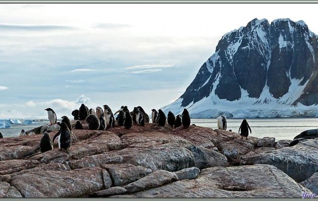 Débarquement sur l'Ile de Pléneau avec ses Manchots papous, ses Chionis charognards et prédateurs, et sa vue superbe sur sa baie aux icebergs - Péninsule Antarctique