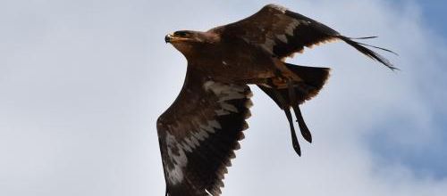 ... il vole plus haut...!