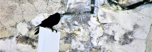 Les Corvidés