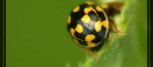 Propylea quatuordecimpunctata, la coccinelle à damier