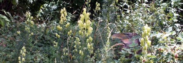 Aconitum anthora  -  aconit anthore