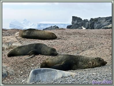 Comparaison entre une Otarie (à fourrure) et un Phoque (de Weddell) - Gourdin Island - Péninsule Antarctique