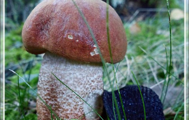Bolet roux ou Bolet rude changeant (Leccinum versipelle) - Milhas - 31