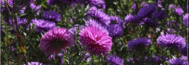 Les asters, rois de l'automne