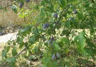 Cela ne compte pas pour des prunes !