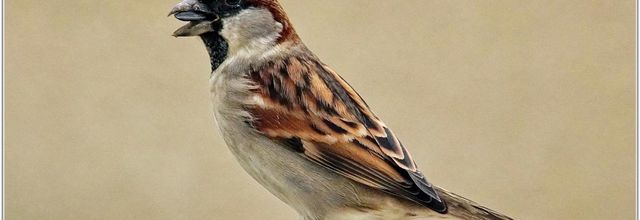 Moineau Domestique (1) - Passer domesticus
