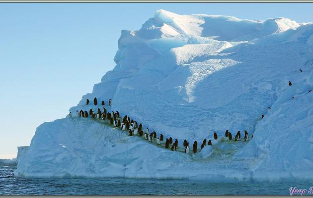 26/02/2022 après-midi : c'est parti pour une trop courte balade en Zodiac (50 mn) au milieu des icebergs et des Manchots Adélie - Cap Colbeck - Mer de Ross
