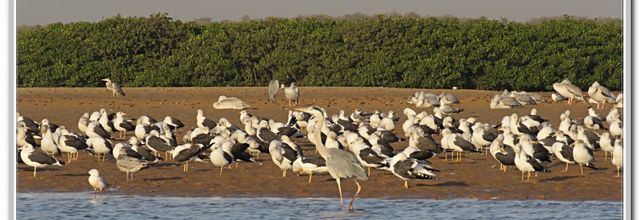LES OISEAUX SENEGALAIS  No3